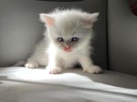 Dişi Güzel British Shorthair Bebeğim