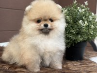 Efsane güzellikteki orjinal pomeranian yavrularımız