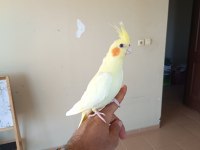 Kuşlar kaliteli iri boy ve kendi üretimim sultan papağanı