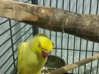 Damızlık erkek pakistan papağanı