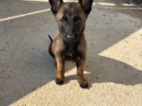 A Kalite Maskeli Belçika Kurdu