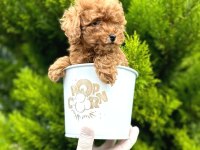 Veteriner Onaylı Poodle Bebekleri
