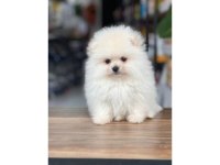 Pomeranian Köpeği Yavruları