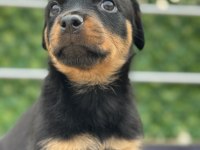 A Şecere Kıf Kayıtlı Rottweiler Yavrularımız