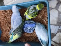 Üretimhanemizden yavru muhabbet kuşları