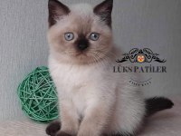 Bitter çikolata point british shorthair