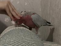 1.5 Yaşında Erkek Gül Kakadu