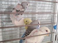 Ücretsiz 4 adet yavru muhabbet kuşu