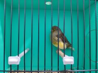 Tek Erkek Gloster Kanaryalar