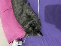 British shorthair dişi kedimiz