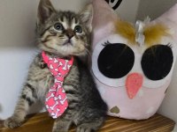 Ücretsiz tekir kedimiz