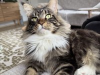 Safkan Maine Coon Kediler 1 Aralık Doğumlular Xxl