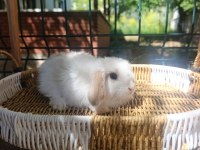 Hollanda Teddy Lop Tavşan Yavrular