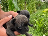 A Kalite French Bulldog Yavruları Yalova