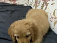 Annesi American Cocker