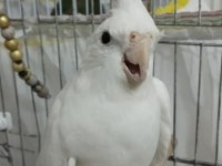 Erkek Sultan Papağanı, Dişi Sevda İle Değişim Olur