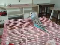 Yavru muhabbet kuşu 60 günlük