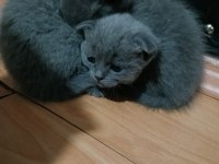 Safkan scottish fold yavruları