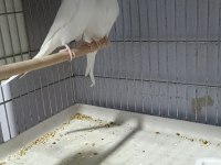 Albino takım muhabbet kuşu