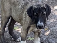 Köpeğimizi Sahiplendiriyoruz