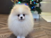 Üst Düzey Erkek Pomeranian Boo