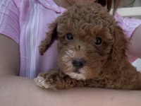 2 Aylık Sevimli Toy Poodle