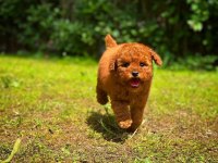 Baby Face Toy Poodle