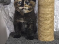 Scottish Fold Tortie