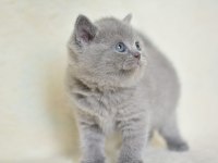 Küt Kafa Gri British Shorthair