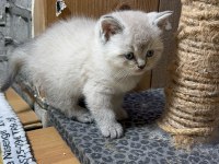 British shorthair lynx point erkek kedim