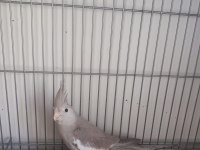 Yeni Yeme Düşen Sultan Papağanlar