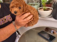 Gerçek Rus Tea Cup Poodle