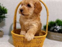 Muhteşem baby surat maltipoo bebekler
