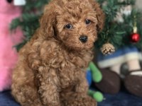 Yasal Üreticiden Poodle Saf Kan Yavrular