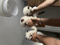 Safkan Ragdoll Yavru Kedilerimiz