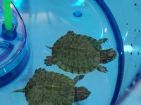 Orijinal Singapur Kırmızı Yanak Kaplumbağa