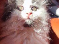 Eşsiz Renkleri Ve Dopdolu Şecereleri İle Safkan Maine Coon Yavrularım