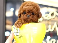 Toy Poodle Yavrularım