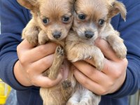 Chihuahua Yavrularım Sağlık Ve Irk Garantilidir
