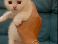 Scottish Fold Ve Straight