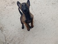 A Kalite Full Maske Kalite Belçika Malinois