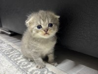 Scottish Fold Yavru