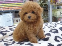 Toy Poodle Köpeği Yavruları