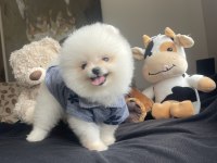 Ayı Surat Pomeranian Boo Köpek Yavruları