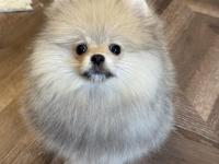 Show Class Erkek Pomeranian Boo
