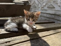 Her Renk Yavru Kediler