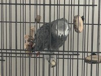 15 aylık jako papağanı