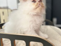 Saf Irk Persian Erkek