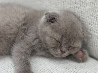 Yavru dişi british shorthair kedimiz