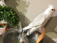 %100 El Beslemesi Full Evcil Yavru Sultan Papağanı